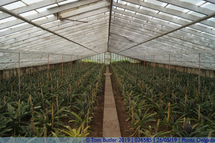 Photo ID: 026585, In the pineapple greenhouse, Ponta Delgada, Portugal