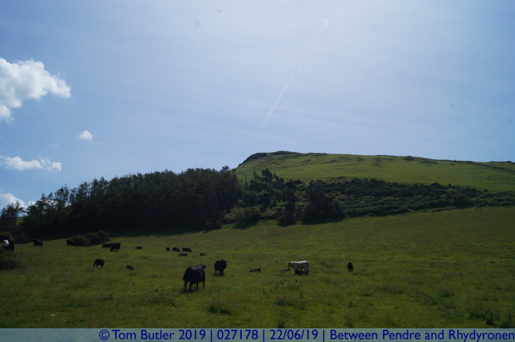 Photo ID: 027178, Hills and cows, Between Pendre and Rhydyronen, Wales
