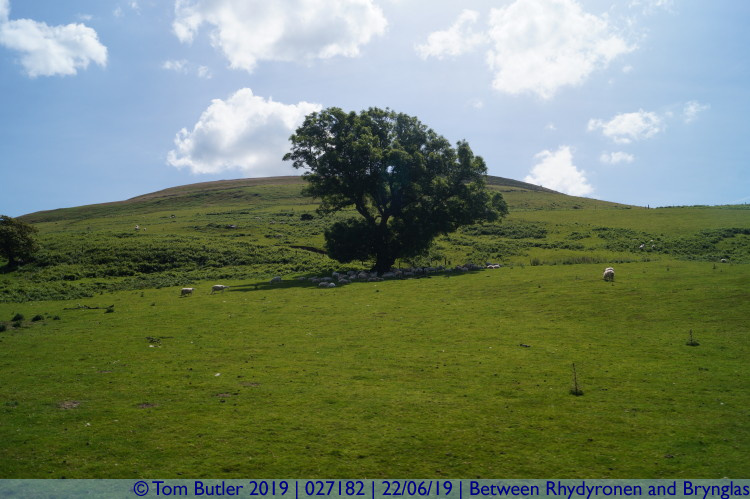 Photo ID: 027182, How many sheep under a tree, Between Rhydyronen and Brynglas, Wales