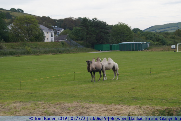 Photo ID: 027272, Camels out to play, Between Llanbadarn and Glanyrafon, Wales