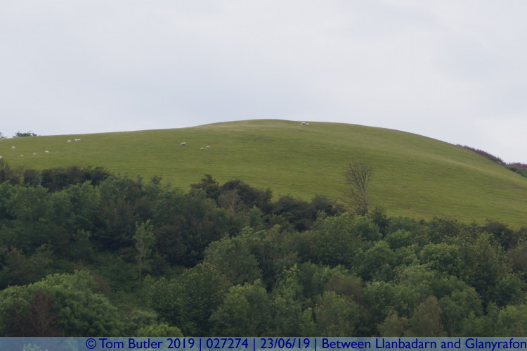 Photo ID: 027274, Hill sheep, Between Llanbadarn and Glanyrafon, Wales
