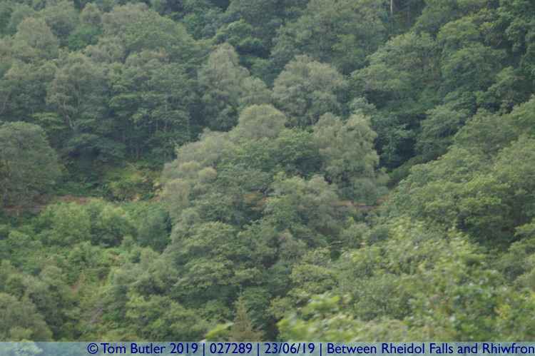 Photo ID: 027289, Line ahead through the trees, Between Rheidol Falls and Rhiwfron, Wales