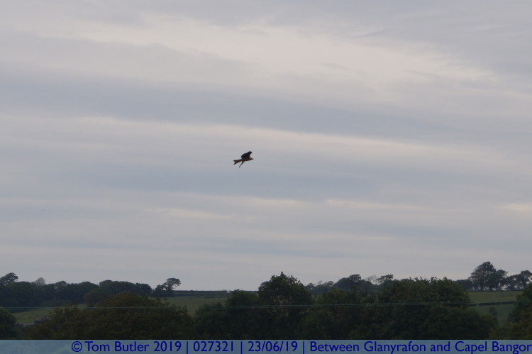 Photo ID: 027321, Red Kite, Between Glanyrafon and Capel Bangor, Wales