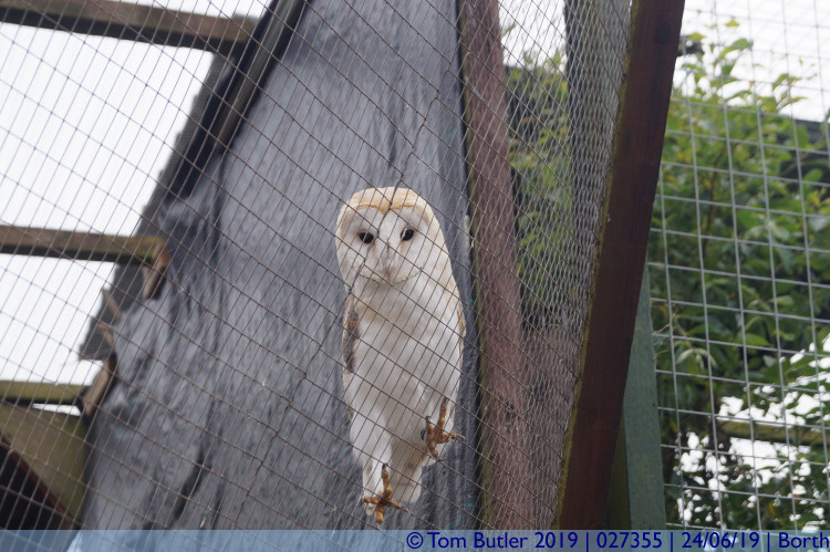 Photo ID: 027355, Owl, Borth, Wales