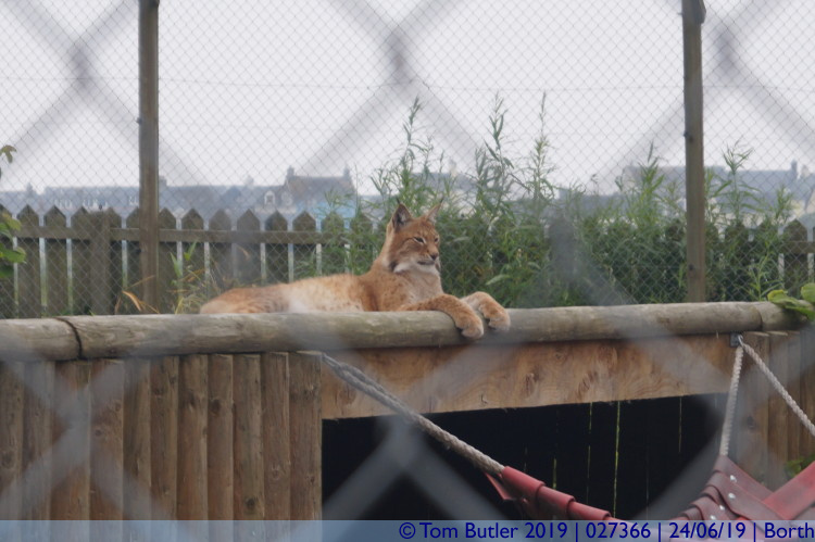 Photo ID: 027366, Lynx, Borth, Wales