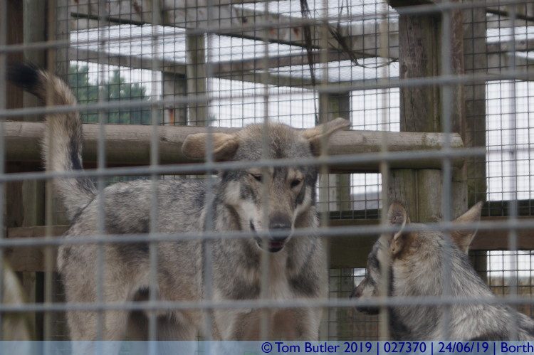 Photo ID: 027370, Wolfdogs, Borth, Wales