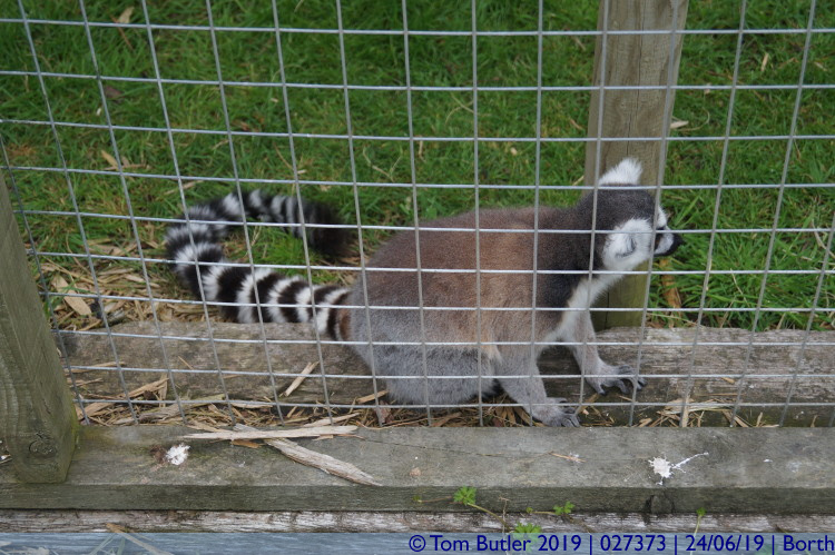Photo ID: 027373, Lemur, Borth, Wales