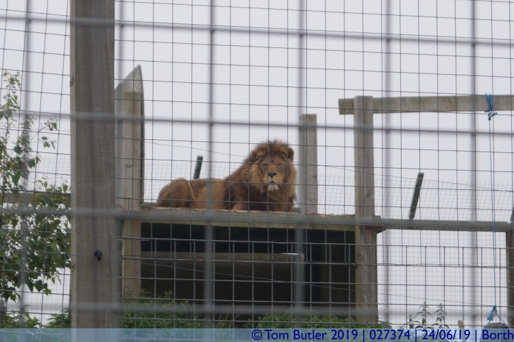 Photo ID: 027374, Lion, Borth, Wales