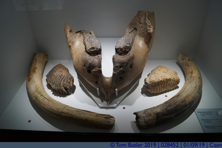 Photo ID: 028452, Mammoth remains, Caen, France