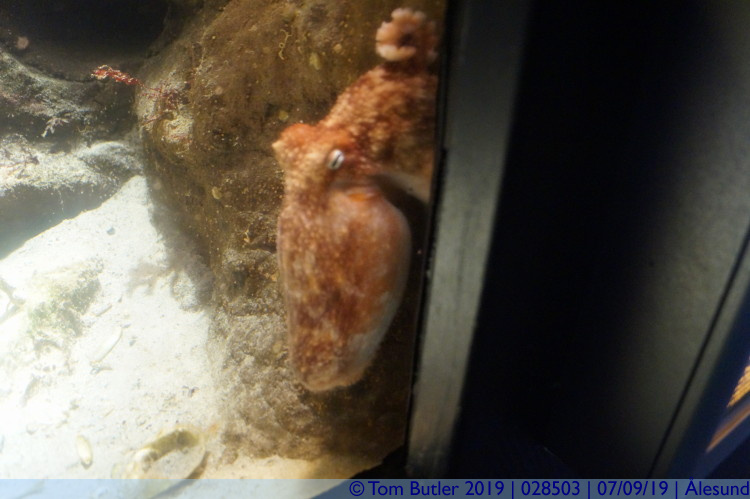 Photo ID: 028503, Octopus, lesund, Norway