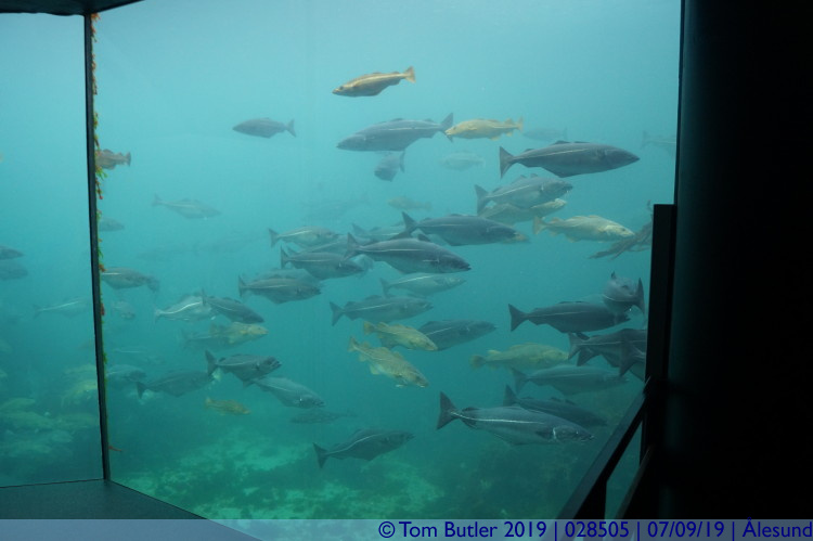 Photo ID: 028505, The Large Aquarium, lesund, Norway