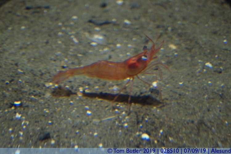 Photo ID: 028510, Shrimp, lesund, Norway