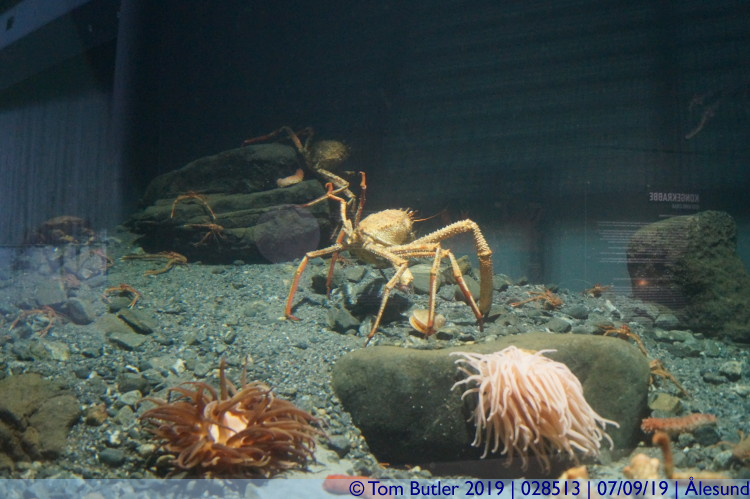 Photo ID: 028513, Giant crab, lesund, Norway