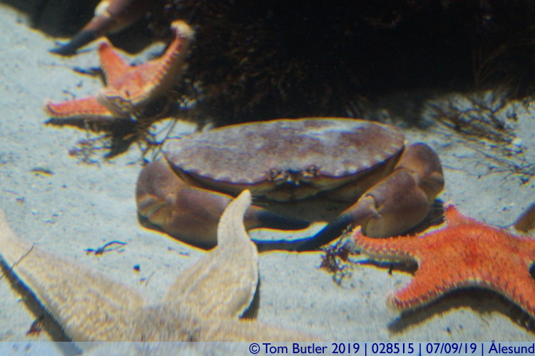 Photo ID: 028515, Edible crab, lesund, Norway
