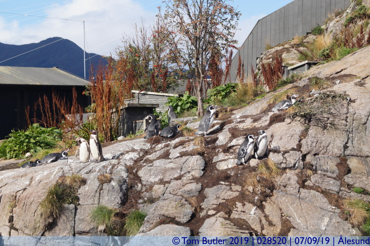 Photo ID: 028520, Penguins, lesund, Norway