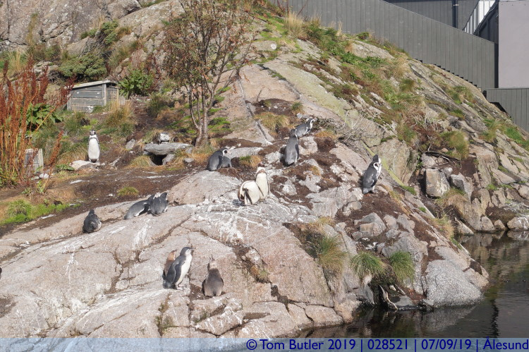 Photo ID: 028521, Penguin Rock, lesund, Norway