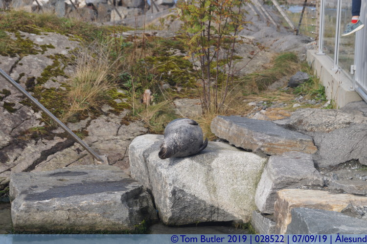 Photo ID: 028522, Seal, lesund, Norway