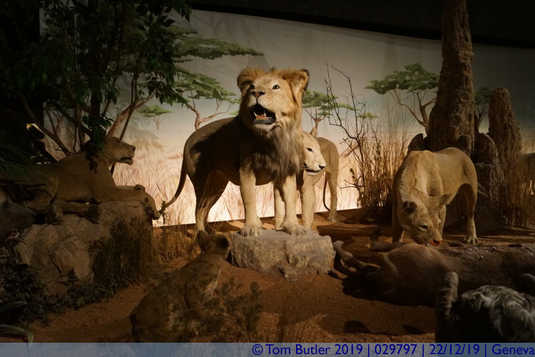 Photo ID: 029797, Pride of lions, Geneva, Switzerland