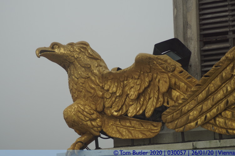 Photo ID: 030057, Golden eagle, Vienna, Austria