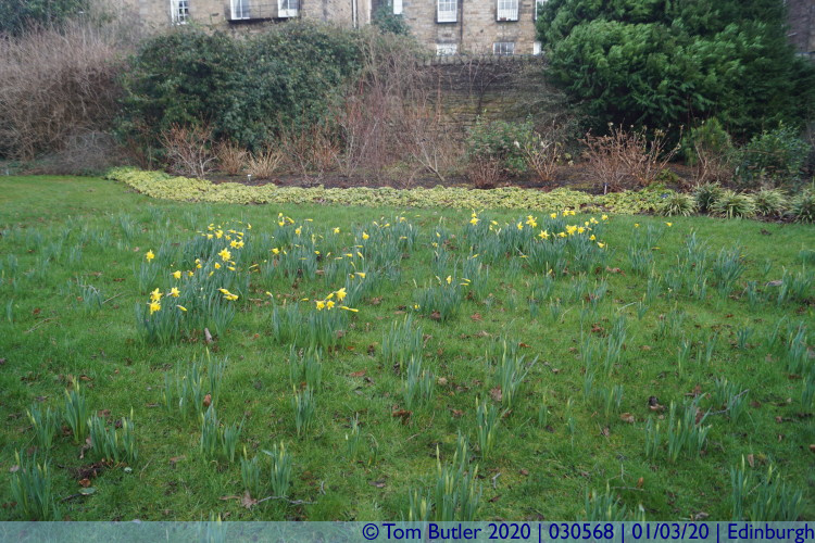 Photo ID: 030568, Daffodils, Edinburgh, Scotland