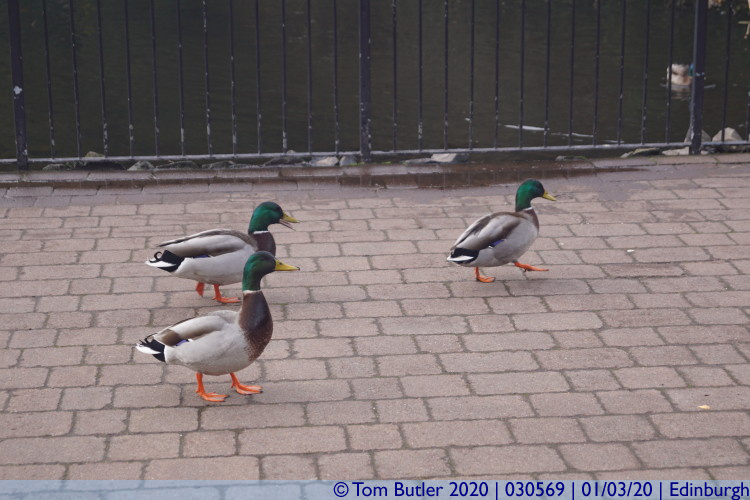 Photo ID: 030569, Duck gang, Edinburgh, Scotland