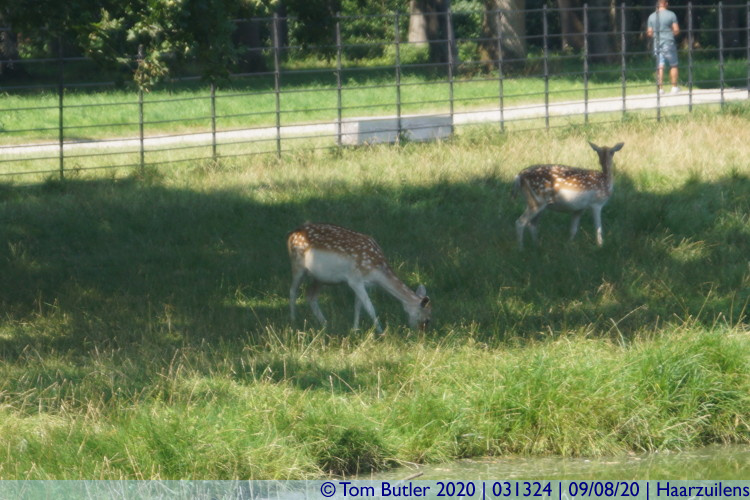 Photo ID: 031324, Deer, Haarzuilens, Netherlands