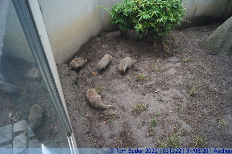 Photo ID: 031522, Striped Mongoose, Aachen, Germany