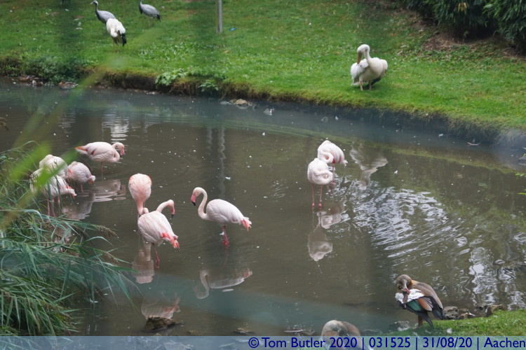 Photo ID: 031525, Flamingo, Aachen, Germany