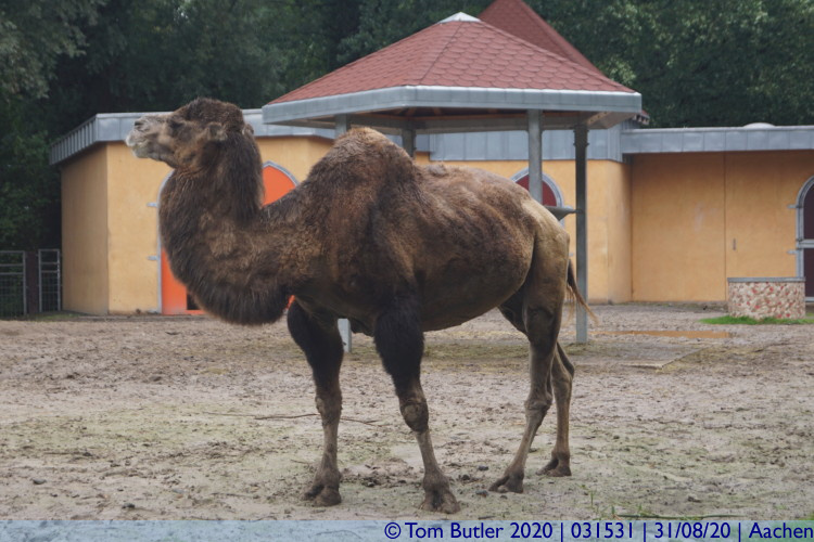 Photo ID: 031531, Bactrian camel (with a wonky rear hump), Aachen, Germany