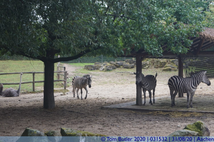 Photo ID: 031532, Zebra, Aachen, Germany