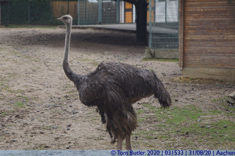 Photo ID: 031533, Ostrich, Aachen, Germany