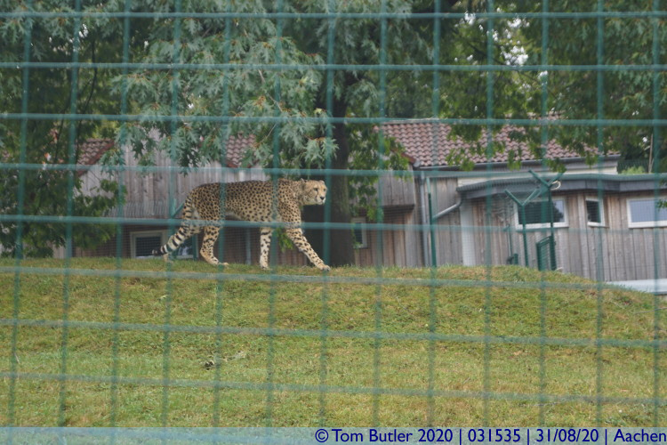 Photo ID: 031535, Leopard, Aachen, Germany