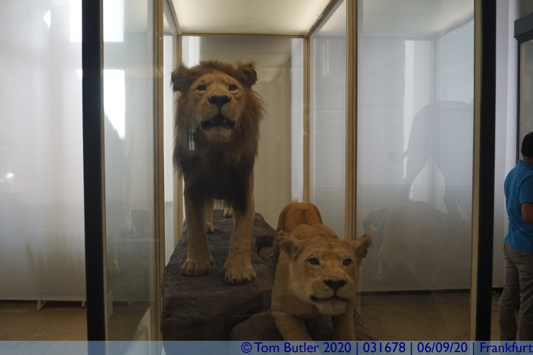 Photo ID: 031678, Lions, Frankfurt am Main, Germany