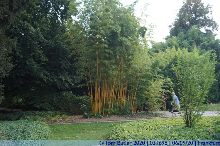 Photo ID: 031698, Bamboo, Frankfurt am Main, Germany