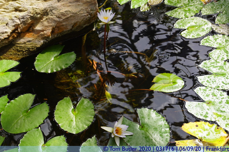 Photo ID: 031716, Water Lilies, Frankfurt am Main, Germany