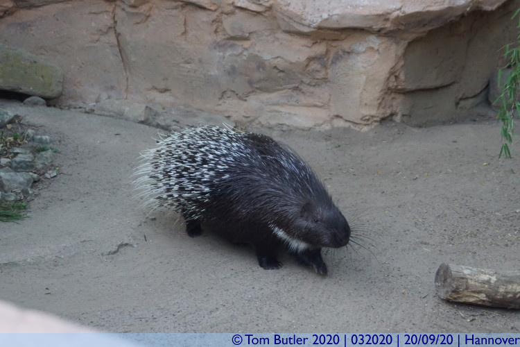 Photo ID: 032020, Porcupine, Hannover, Germany