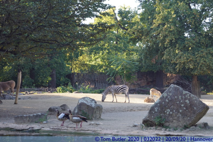 Photo ID: 032022, Zebra, Hannover, Germany