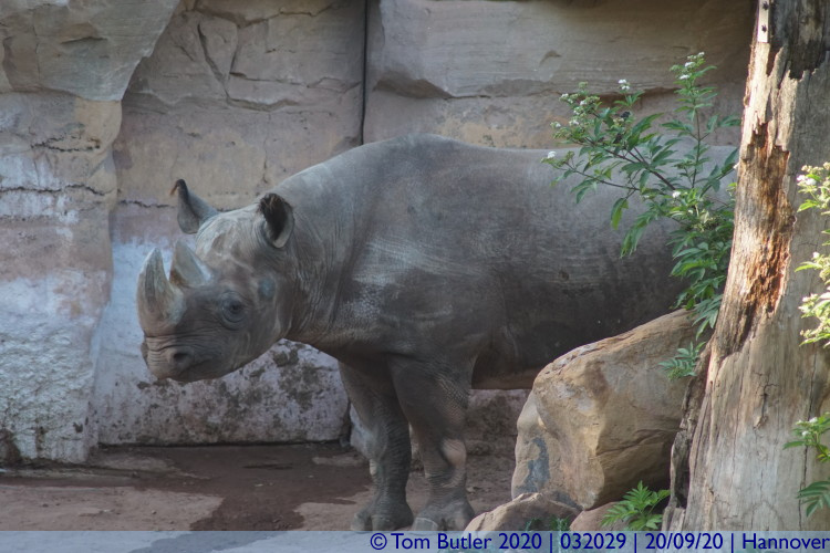 Photo ID: 032029, Depressed looking Rhino, Hannover, Germany