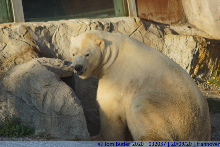 Photo ID: 032037, Polar Bear, Hannover, Germany