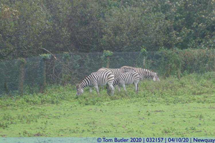 Photo ID: 032157, Damp Zebra, Newquay, Cornwall