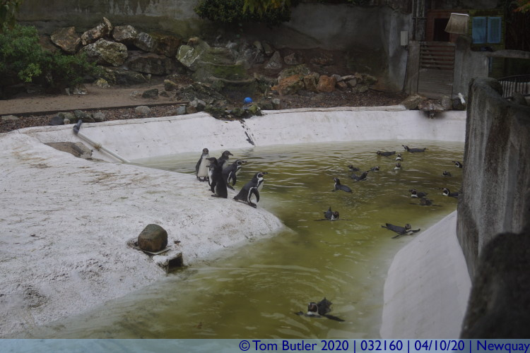Photo ID: 032160, Penguins loving the weather, Newquay, Cornwall