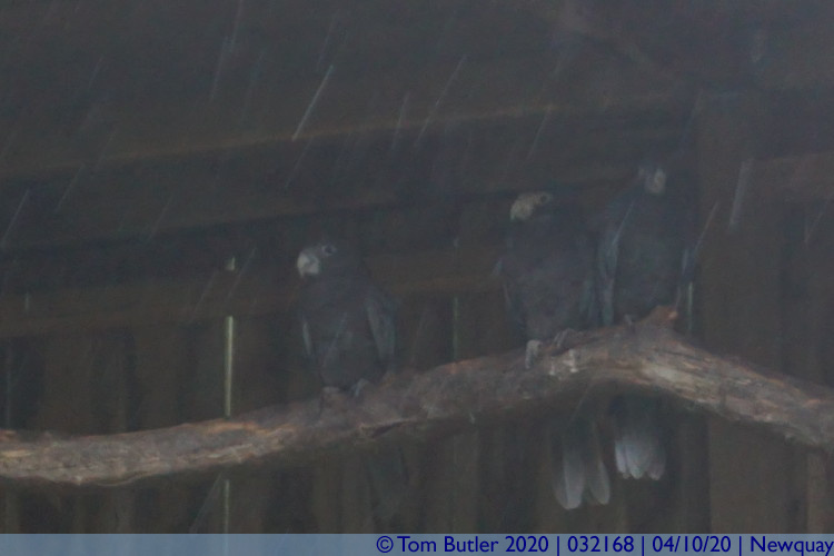 Photo ID: 032168, Parrots in the rain, Newquay, Cornwall