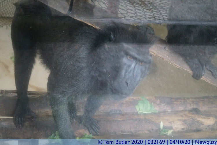 Photo ID: 032169, Macaque, Newquay, Cornwall