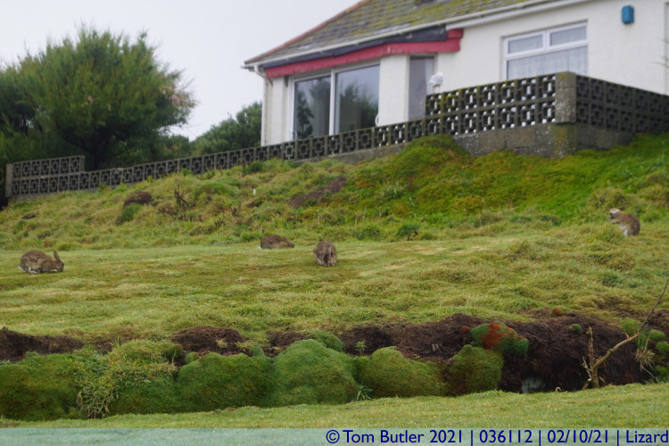 Photo ID: 036112, Most southerly bunnies, Lizard, Cornwall
