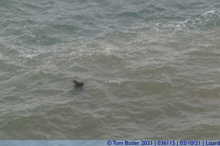 Photo ID: 036115, Seals back, Lizard, Cornwall