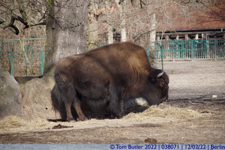 Photo ID: 038071, European Bison, Berlin, Germany