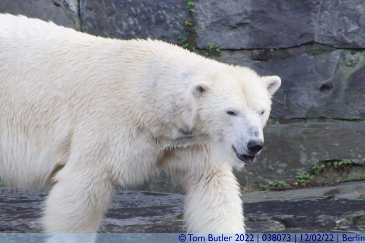 Photo ID: 038073, Polar Bear, Berlin, Germany