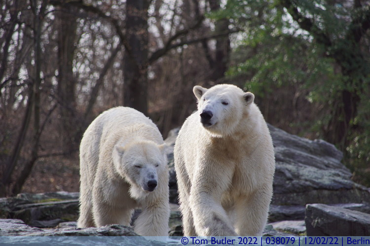 Photo ID: 038079, Two Polar Bears, Berlin, Germany