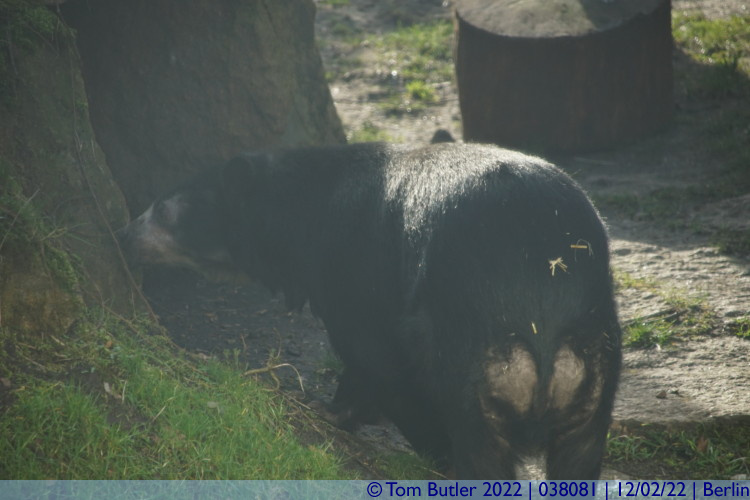 Photo ID: 038081, Brown Bear, Berlin, Germany