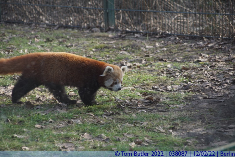 Photo ID: 038087, Red Panda, Berlin, Germany